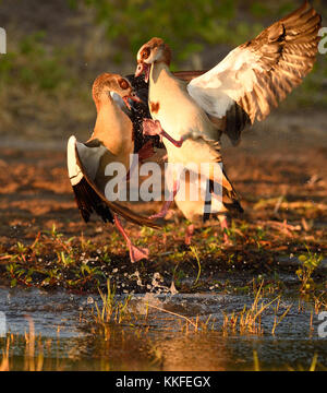 La faune sur la rivière Chobe, au Botswana Banque D'Images