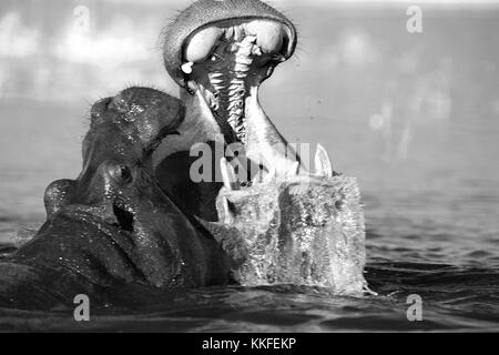 La faune sur la rivière Chobe, au Botswana Banque D'Images