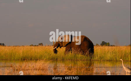 La faune sur la rivière Chobe, au Botswana Banque D'Images