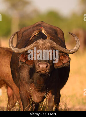 La faune sur la rivière Chobe, au Botswana Banque D'Images