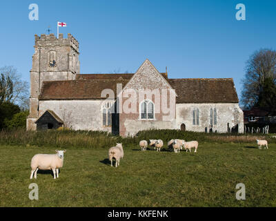 St Peters Church Soberton Hampshire UK - des moutons paissant dans la lumière du soleil d'hiver tôt le matin Banque D'Images