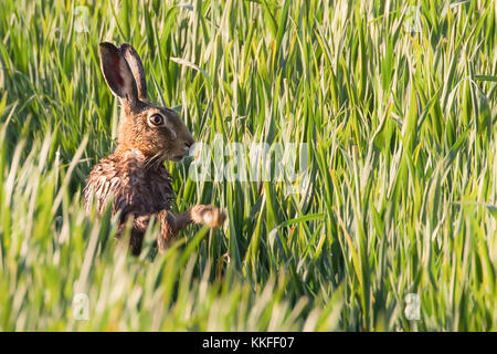 Avoir un lièvre sauvage matin laver dans la chaleur de l'aube. Norfolk au Royaume-Uni a beaucoup de lièvres au printemps, mais ils sont particulièrement timide et jolie Banque D'Images