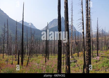 Sur la piste de St Marys falls, parc national des Glaciers en 2017 après les incendies de 2015 Banque D'Images