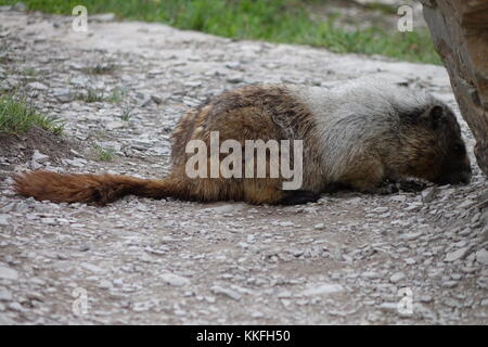 La marmotte, logan pass, parc national des Glaciers Banque D'Images