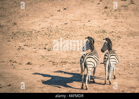 Zèbres Dans Le Parc National Addo Elephant, Afrique Du Sud Banque D'Images