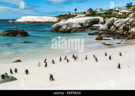 Colonie de pingouins de spectacle, Boulders Beach, Simon's Town, Afrique du Sud Banque D'Images