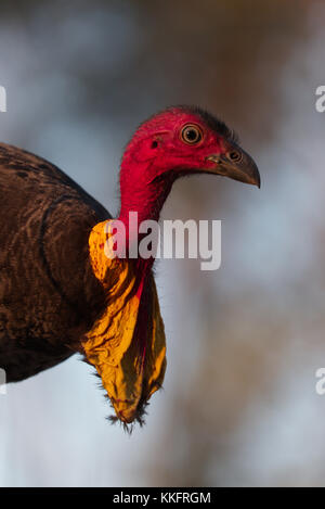 Portrait en gros plan d'un majestueux Brush-turkey australien avec une tête rouge éclatante sur un fond flou Banque D'Images