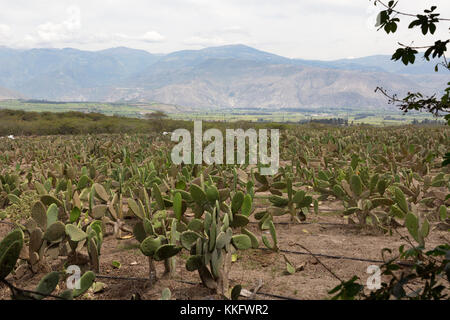 Agriculture équatorienne - champs irrigués en croissance opuntia cactus ( poire piqueuse ), Otavalo, nord de l'Equateur, Amérique du Sud Banque D'Images