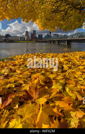 Feuillage d'automne sous l'érable avec portland oregon city skyline par hawthorne bridge Banque D'Images