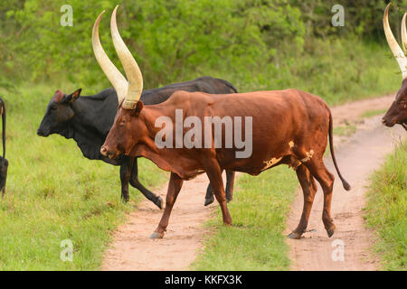 Bovins ankole traversant une route rurale en Ouganda Banque D'Images