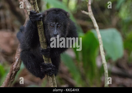 Le singe hurleur noir (Alouatta pigra) connu localement comme un babouin du Belize. Banque D'Images