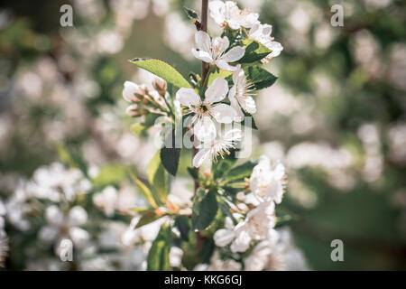 Un plan macro de fleur. la nature de la photographie. photo gros plan. Banque D'Images