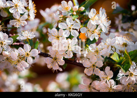 Un plan macro de fleur. la nature de la photographie. photo gros plan. Banque D'Images