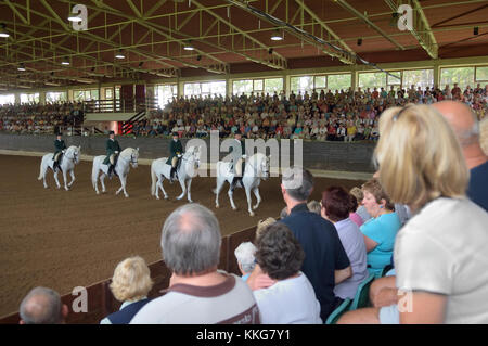 Showtime au haras de Lipica, Slovénie Banque D'Images