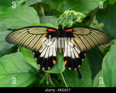 Un Grand papillon jaune Mormon Papilio lowi) reposant sur une feuille sur l'île de Bali en Indonésie. Aussi connu comme un papillon d'Asie. Banque D'Images