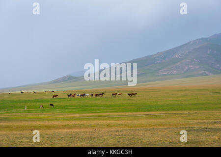 Troupeau de chevaux dans le vert paysage par song kul lake, Kirghizistan Banque D'Images