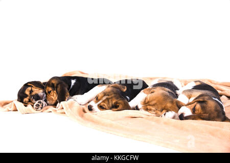 Belle chiots d'un beagle 3-couleurs dorment sur le plancher à carreaux beige sur fond blanc. Banque D'Images