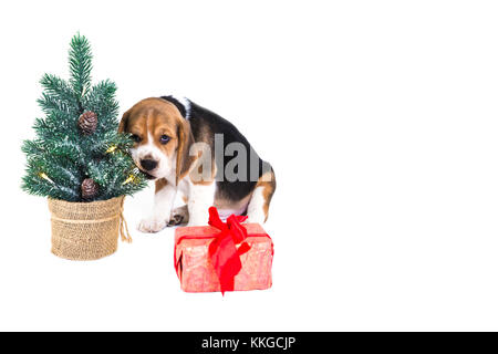 Mignon chiot beagle près de l'arbre de Noël à côté de cadeau en boîte rose. l'arbre de Noël est décoré avec des cônes et l'éclairage. sur un fond blanc. Banque D'Images