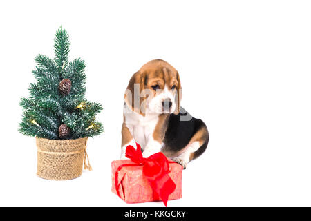 Mignon chiot beagle près de l'arbre de Noël à côté de cadeau en boîte rose. l'arbre de Noël sur le stand est décorée avec de la toile de jute. sur un fond blanc. pas de personnes Banque D'Images