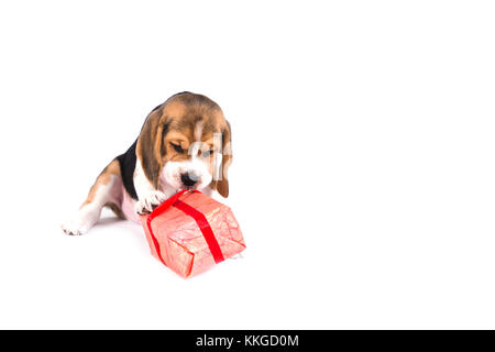 Mignon chiot beagle joue avec cadeau de noël en rose fort et avec les formalités administratives. sur fond blanc. pas de personnes. Banque D'Images