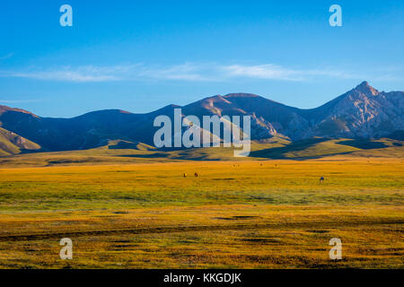 Les chevaux et les montagnes autour du lac song kul, Kirghizistan Banque D'Images