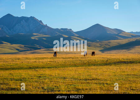 Les chevaux et les montagnes autour du lac song kul, Kirghizistan Banque D'Images