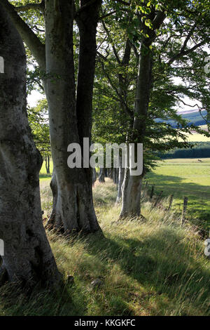 Une rangée d'arbres brise-vent sur le bord d'tarland, un village de l'Aberdeenshire Banque D'Images