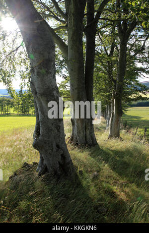 Une rangée d'arbres brise-vent sur le bord d'tarland, un village de l'Aberdeenshire Banque D'Images