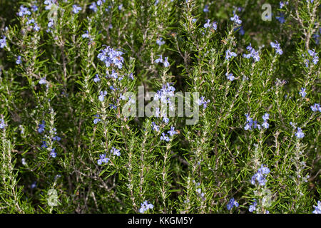 Rosmarin, Rosmarinus officinalis, romarin Banque D'Images