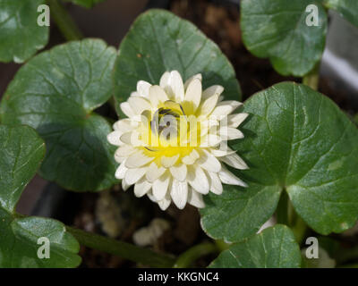 Gros plan d'une seule fleur de Ranunculus ficaria Ken Double Asletts Banque D'Images