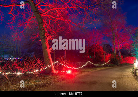 RHS Wisley, Surrey, UK. 1 Décembre, 2017. Fleurs géantes fantastique, dramatique d'installations et d'arbres illuminés le soir salue les visiteurs à Wisley pendant la période des fêtes du 1er décembre 2017 - 3 janvier 2018, en partenariat avec Smart Energy GB. Credit : Malcolm Park/Alamy Live News. Banque D'Images