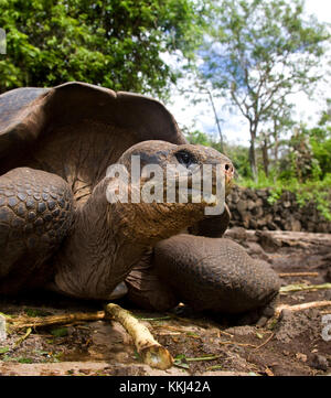 Tortue géante (Geochelone elephantopus) sur l'île Isabela dans les îles Galapagos - Equateur Banque D'Images