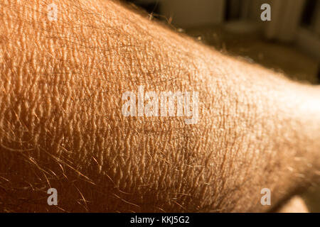 Close up of senior mans jambe poilue montrant des rides de la peau Banque D'Images