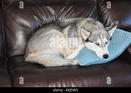 Husky allongé sur le canapé Banque D'Images