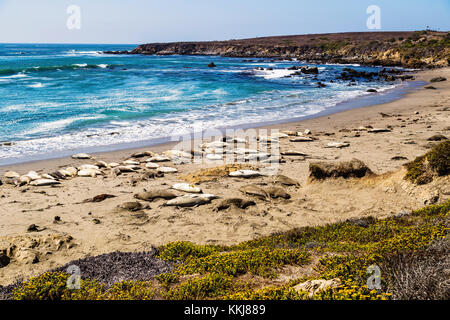 Les éléphants de mer pendant la saison des amours près de San Simeon, California, USA Banque D'Images