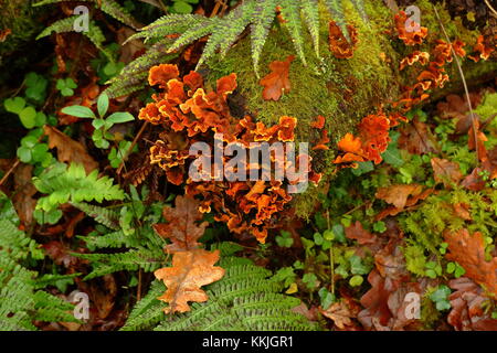 Stereum Stereum hirsutum poilue champignon poussant sur old dead Oak tree, parmi les mousses et les fougères, Dartmoor, dans le Devon, UK, décembre 2017 Banque D'Images