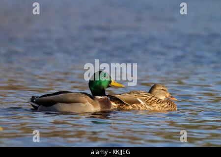 Une paire de canards colverts mâles et femelles nageant ensemble sur un lac bleu Banque D'Images