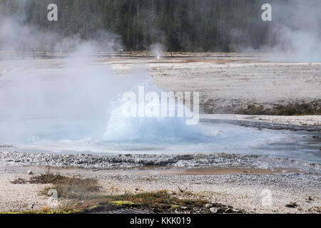 Geyser spouter fonction thermique qui éclaterait en sable noir geyser Basin, parc national de Yellowstone Banque D'Images