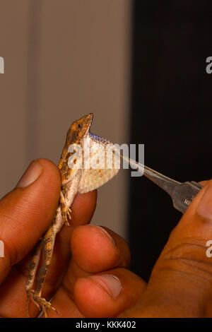 Le fanon ou le ventilateur Le ventilateur de lézard à gorge, genre Sitana. Pondichéry, Tamilnadu, Inde Banque D'Images