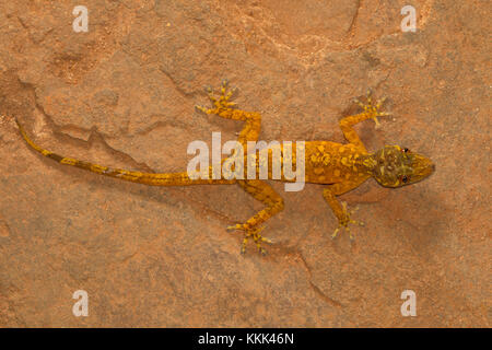 Mâle golden gecko, Calodactylodes aureus. Visakhapatnam, Andhra Pradesh, Inde Banque D'Images