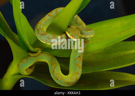 Le bambou pit viper Trimeresurus gramineus. Visakhapatnam, Andhra Pradesh, Inde Banque D'Images