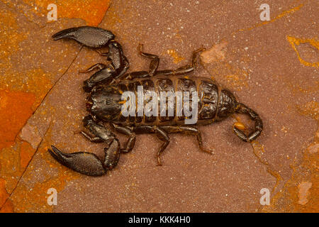 Scorpion nain du genre Liocheles. Ceux-ci vivent dans des crevasses dans les roches dans les zones boisées Banque D'Images