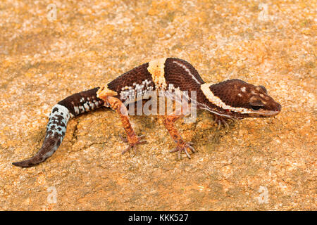 Le gecko léopard est de l'Inde, Eublepharis hardwickii. Ghats orientaux de Vaizag, Andhra Pradesh, Inde Banque D'Images