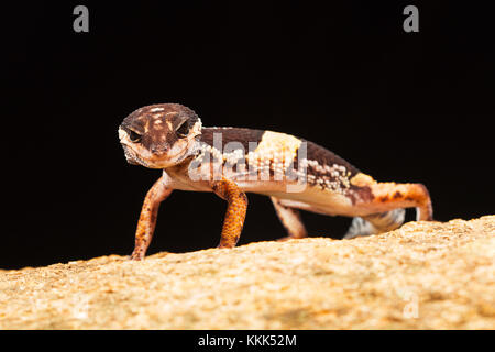 Le gecko léopard est de l'Inde, Eublepharis hardwickii. Ghats orientaux de Vaizag, Andhra Pradesh, Inde Banque D'Images