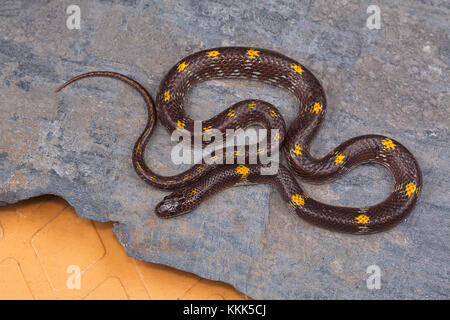 Serpent loup barré, Lycodon striatus du plateau de Kaas, district de Satara, Maharashtra Banque D'Images