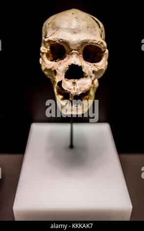 Miguelón, surnom du crâne le plus complet d'un Homo heidelbergensis jamais trouvé. Trouvé à Atapuerta SIMA de los Huesos Banque D'Images