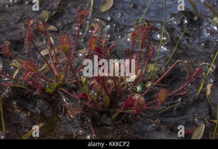 Oblong-leaved sundew Drosera intermedia, avec plusieurs demoiselles piégées dans la tourbière, Dorset Banque D'Images