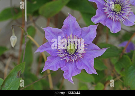 Violet ou mauve clematis flower close up au printemps en Italie Banque D'Images