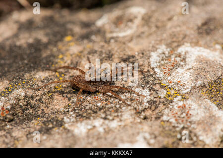 Wolf spider, Hogna radiata, sur un rocher, Gombren Ripolles, Catalogne, Banque D'Images