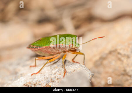 Green Shield bug, Palomena prasina, sur un rocher, Gombren Ripolles, Catalogne, Banque D'Images